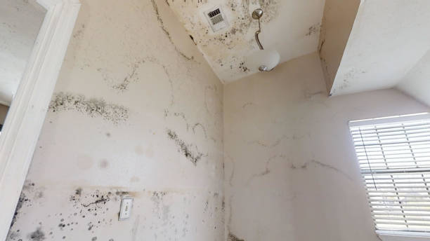 Best Mold Documentation for Insurance Claims  in Sewell, NJ