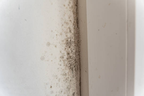 Best Residential Mold Inspection & Testing  in Sewell, NJ