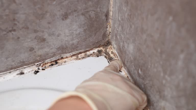 Trusted Sewell, NJ Mold Removal Experts